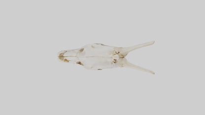 3D model Coyote Skull VR / AR / low-poly