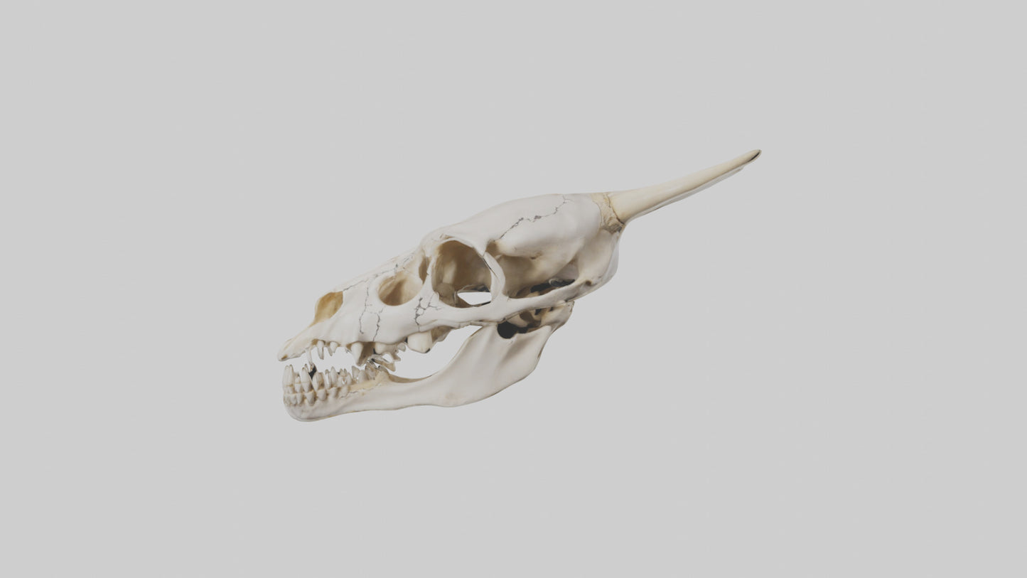 3D model Coyote Skull VR / AR / low-poly
