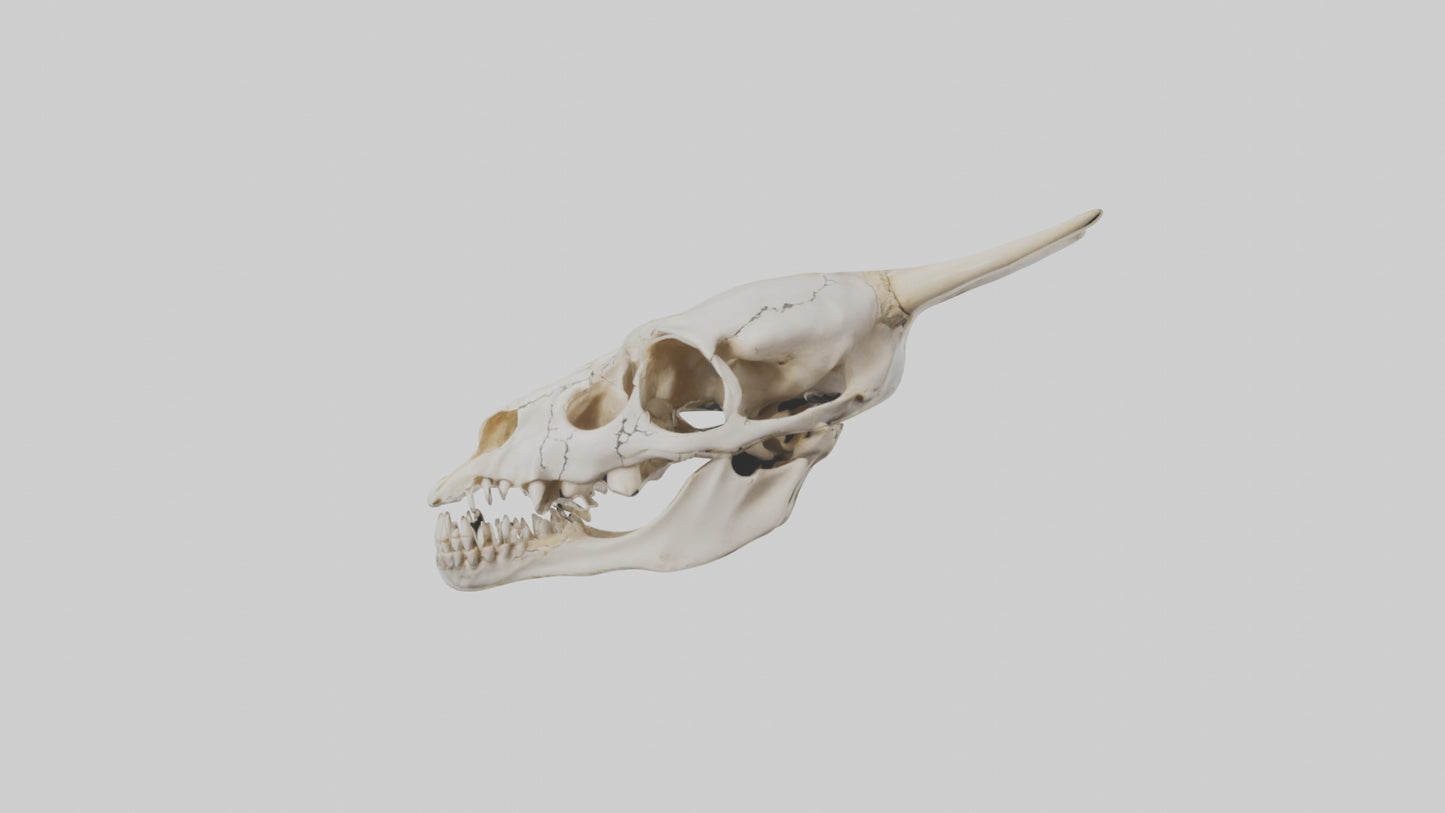 3D model Coyote Skull VR / AR / low-poly