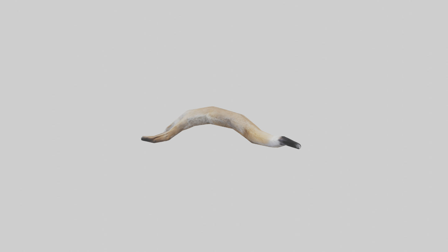 3D model Coyote Tail VR / AR / low-poly