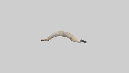 3D model Coyote Tail VR / AR / low-poly