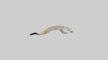 3D model Coyote Tail VR / AR / low-poly