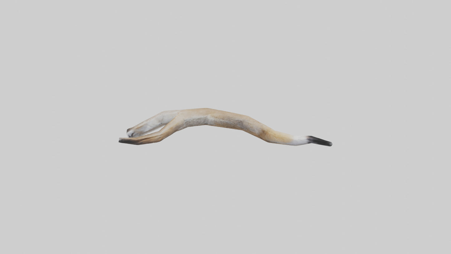 3D model Coyote Tail VR / AR / low-poly