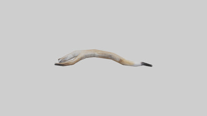 3D model Coyote Tail VR / AR / low-poly