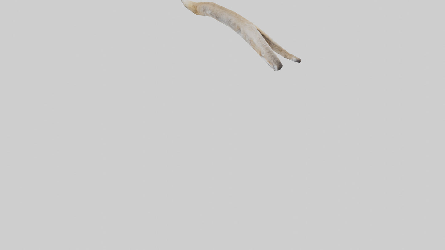 3D model Coyote Tail VR / AR / low-poly