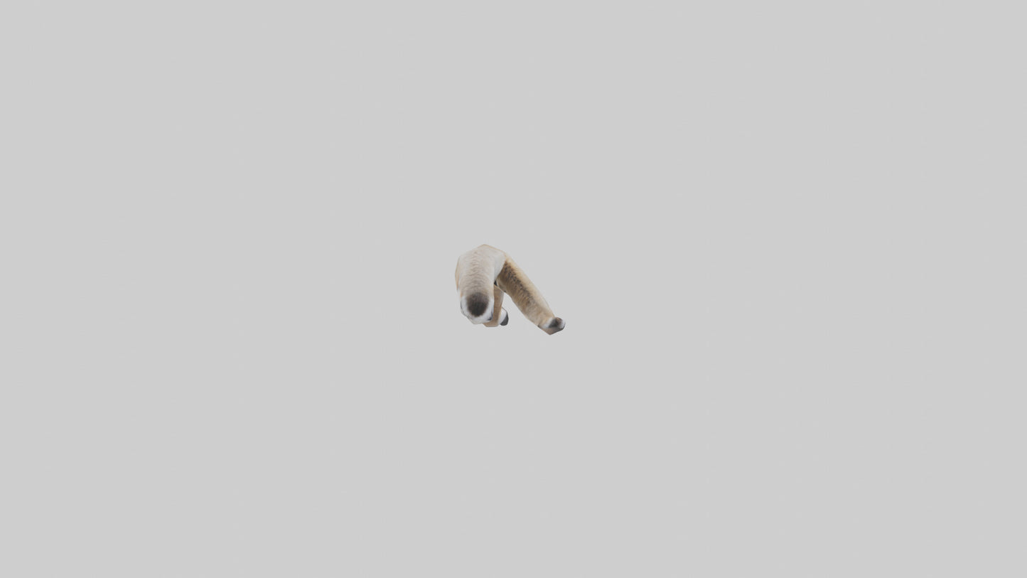 3D model Coyote Tail VR / AR / low-poly
