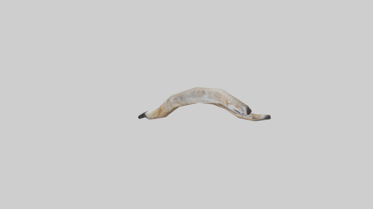 3D model Coyote Tail VR / AR / low-poly