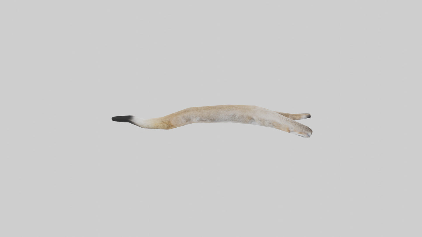 3D model Coyote Tail VR / AR / low-poly