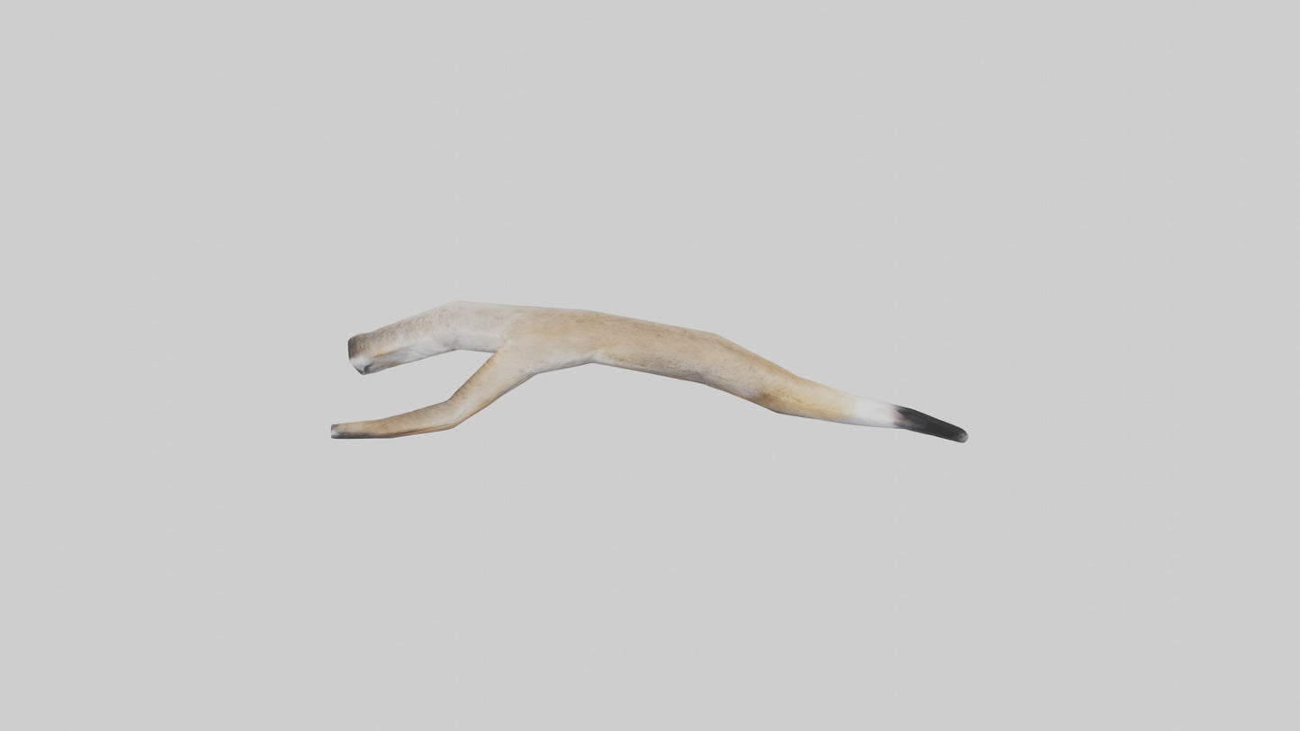 3D model Coyote Tail VR / AR / low-poly