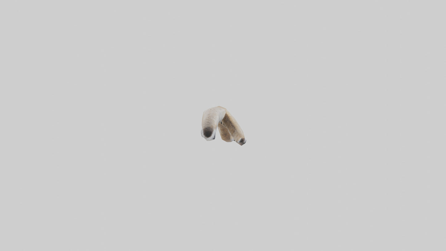 3D model Coyote Tail VR / AR / low-poly