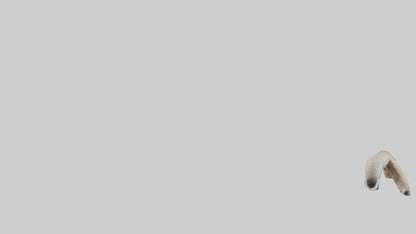 3D model Coyote Tail VR / AR / low-poly