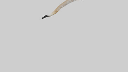 3D model Coyote Tail VR / AR / low-poly