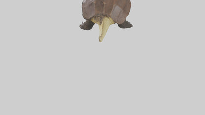 Crocodile Alligator snapping model VR / AR / low-poly