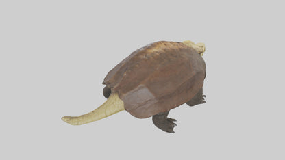 Crocodile Alligator snapping model VR / AR / low-poly