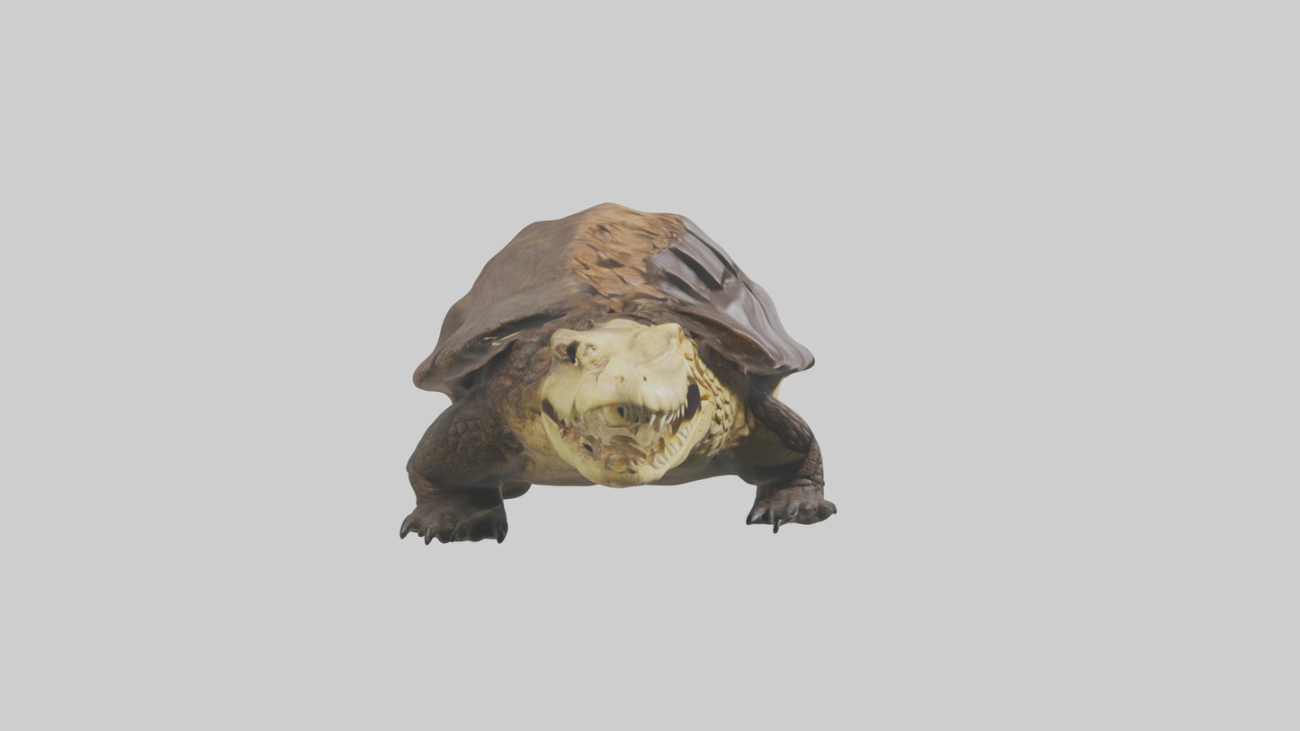 Crocodile Alligator snapping model VR / AR / low-poly