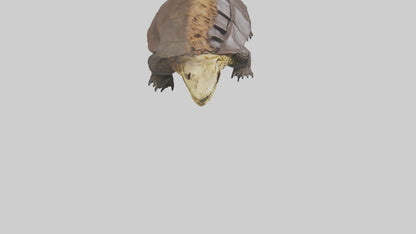 Crocodile Alligator snapping model VR / AR / low-poly