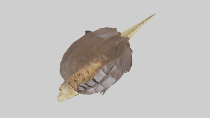 Crocodile Alligator snapping model VR / AR / low-poly