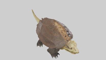 Crocodile Alligator snapping model VR / AR / low-poly