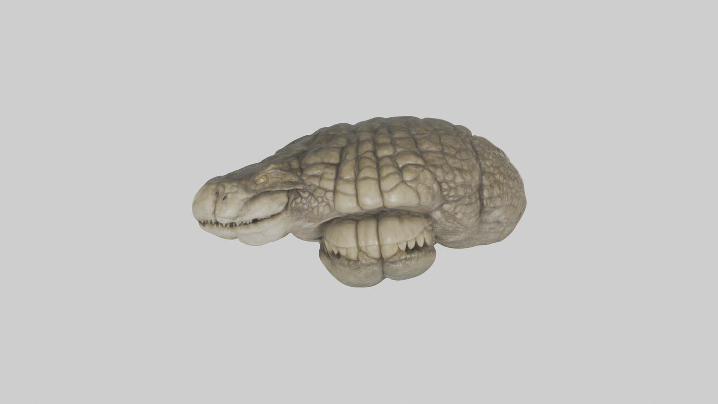 3D model Crocodile Brain VR / AR / low-poly