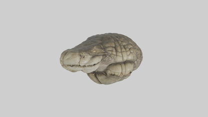 3D model Crocodile Brain VR / AR / low-poly