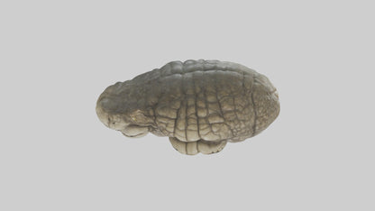 3D model Crocodile Brain VR / AR / low-poly