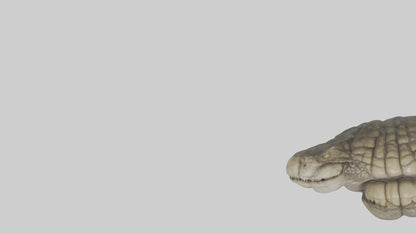 3D model Crocodile Brain VR / AR / low-poly