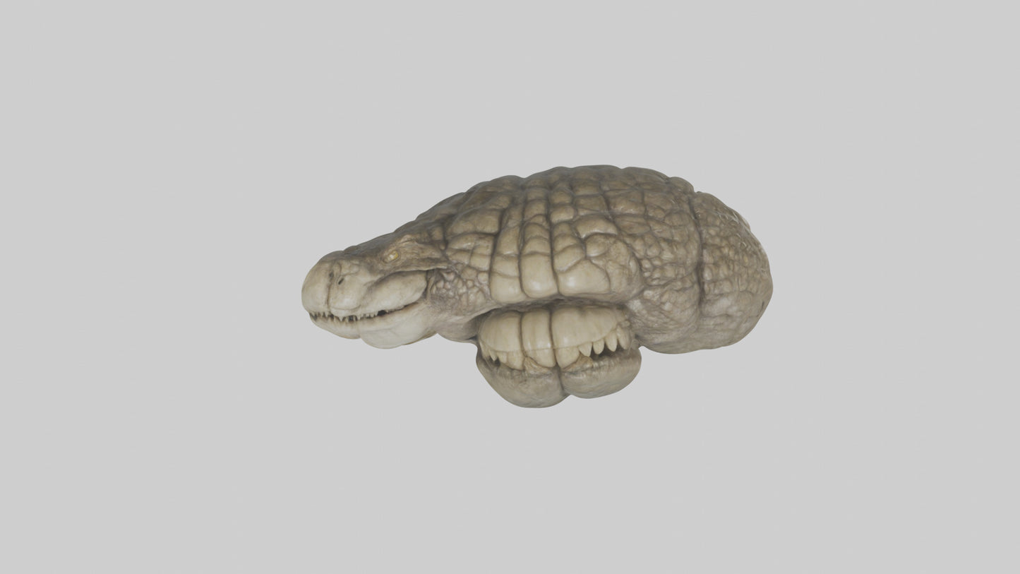 3D model Crocodile Brain VR / AR / low-poly