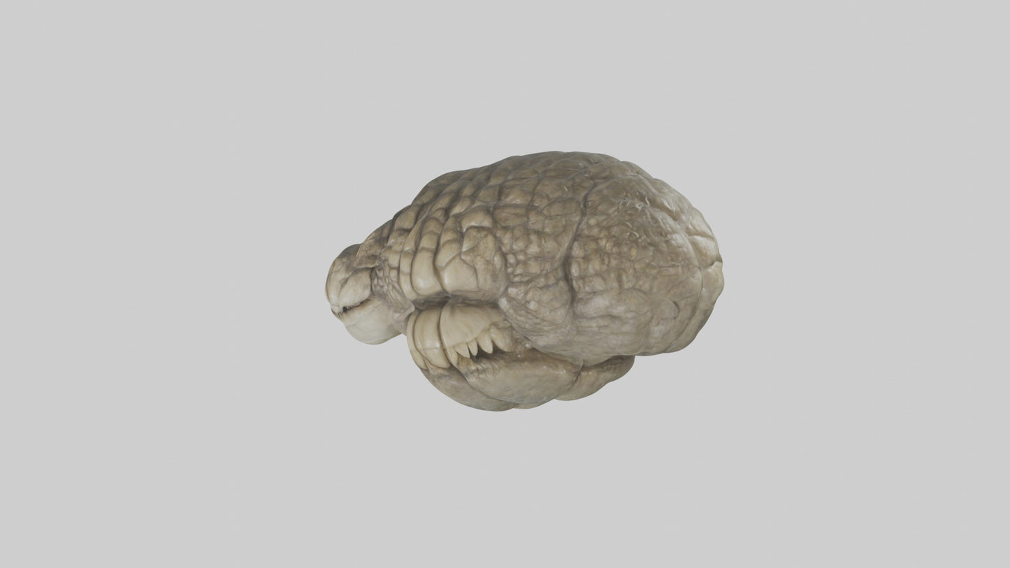 3D model Crocodile Brain VR / AR / low-poly