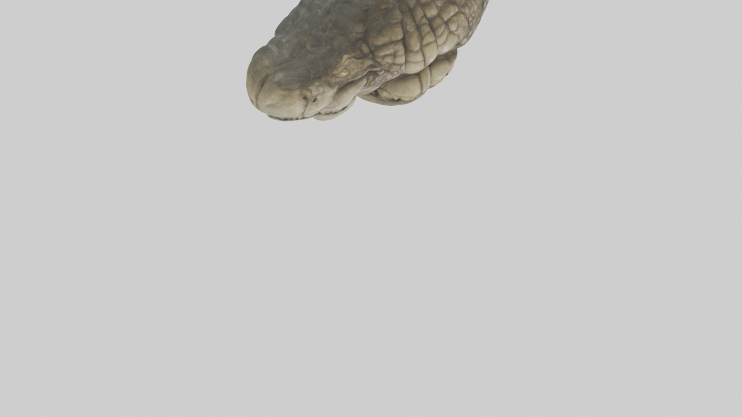 3D model Crocodile Brain VR / AR / low-poly
