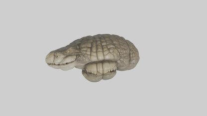 3D model Crocodile Brain VR / AR / low-poly