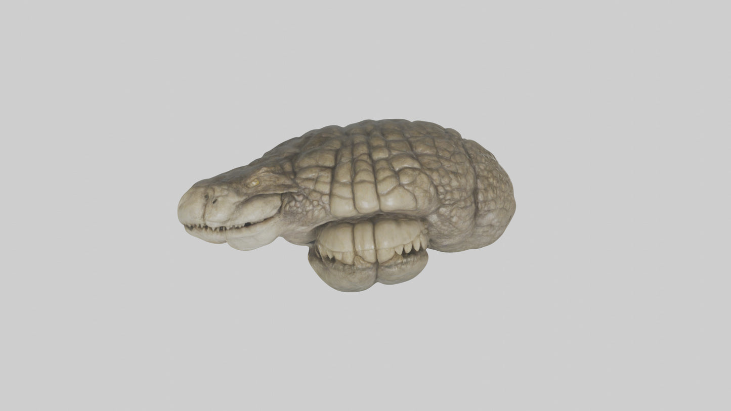 3D model Crocodile Brain VR / AR / low-poly