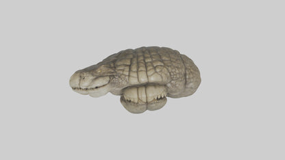 3D model Crocodile Brain VR / AR / low-poly