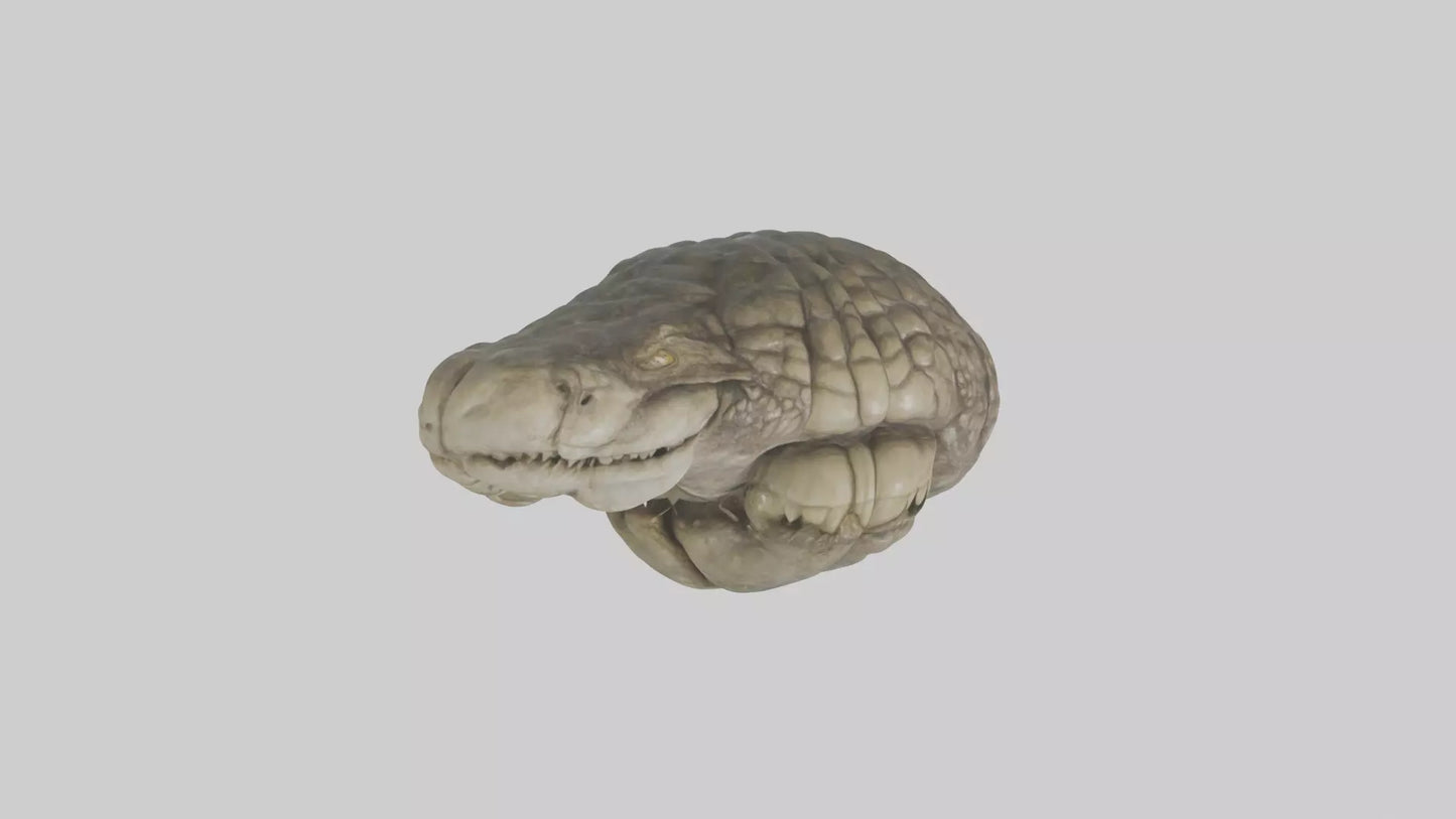 3D model Crocodile Brain VR / AR / low-poly