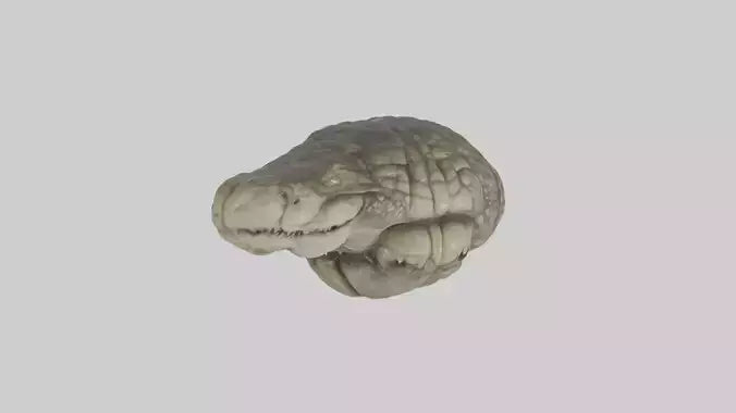 3D model Crocodile Brain VR / AR / low-poly