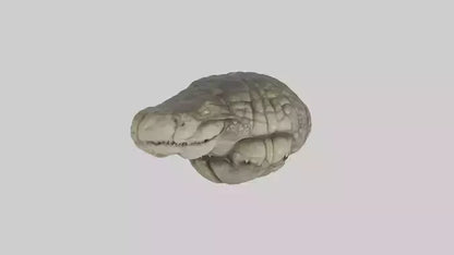 3D model Crocodile Brain VR / AR / low-poly
