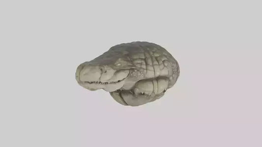3D model Crocodile Brain VR / AR / low-poly