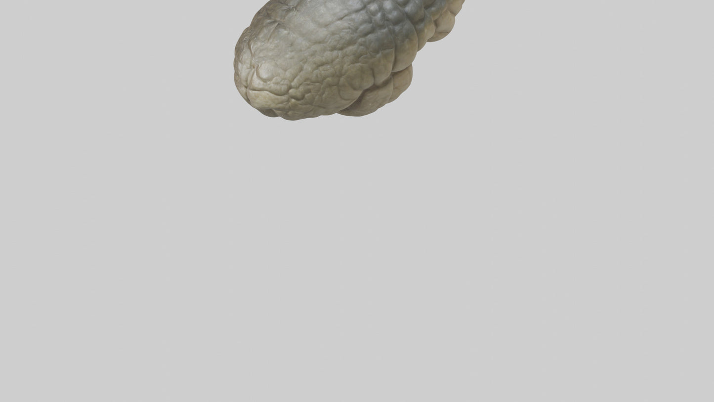 3D model Crocodile Brain VR / AR / low-poly