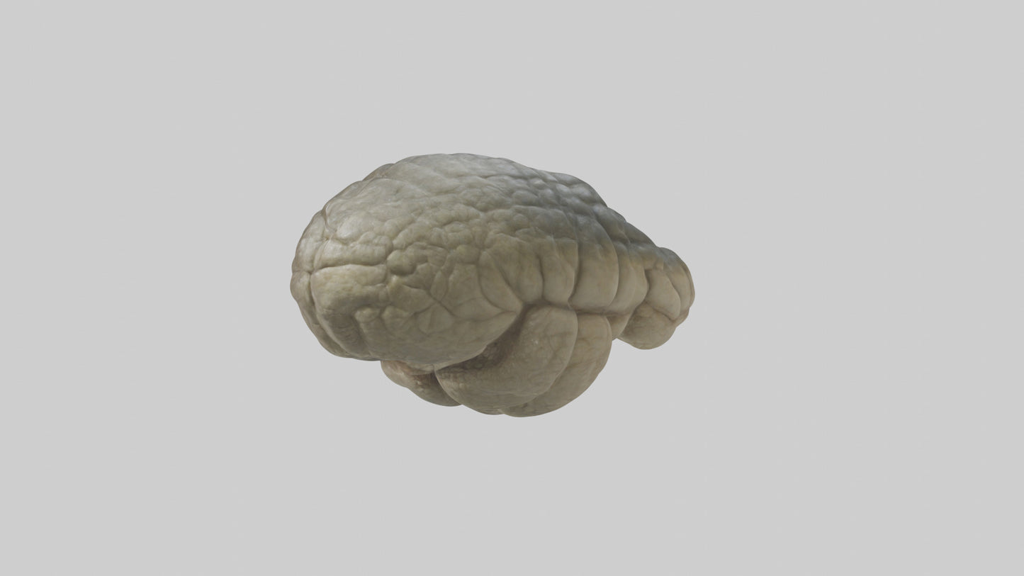 3D model Crocodile Brain VR / AR / low-poly