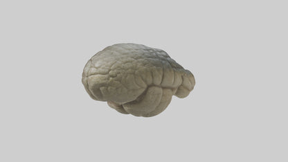 3D model Crocodile Brain VR / AR / low-poly