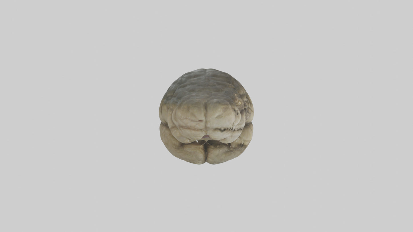 3D model Crocodile Brain VR / AR / low-poly