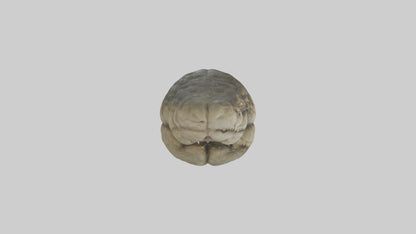 3D model Crocodile Brain VR / AR / low-poly