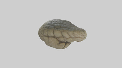 3D model Crocodile Brain VR / AR / low-poly
