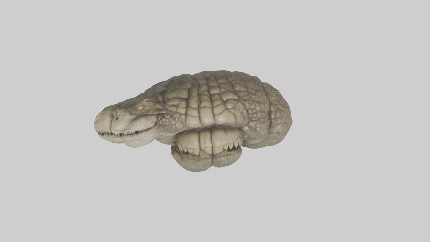 3D model Crocodile Brain VR / AR / low-poly