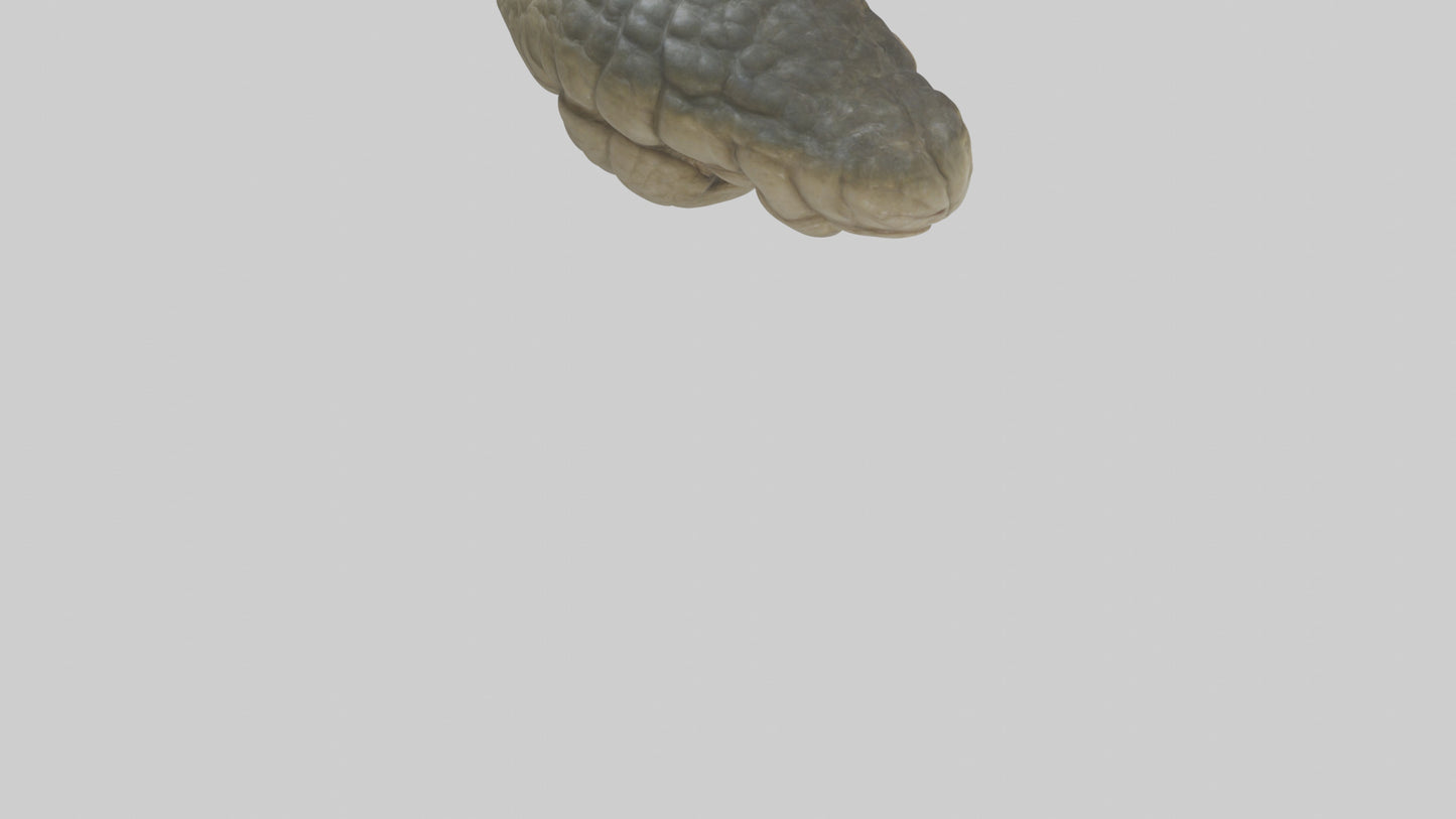 3D model Crocodile Brain VR / AR / low-poly