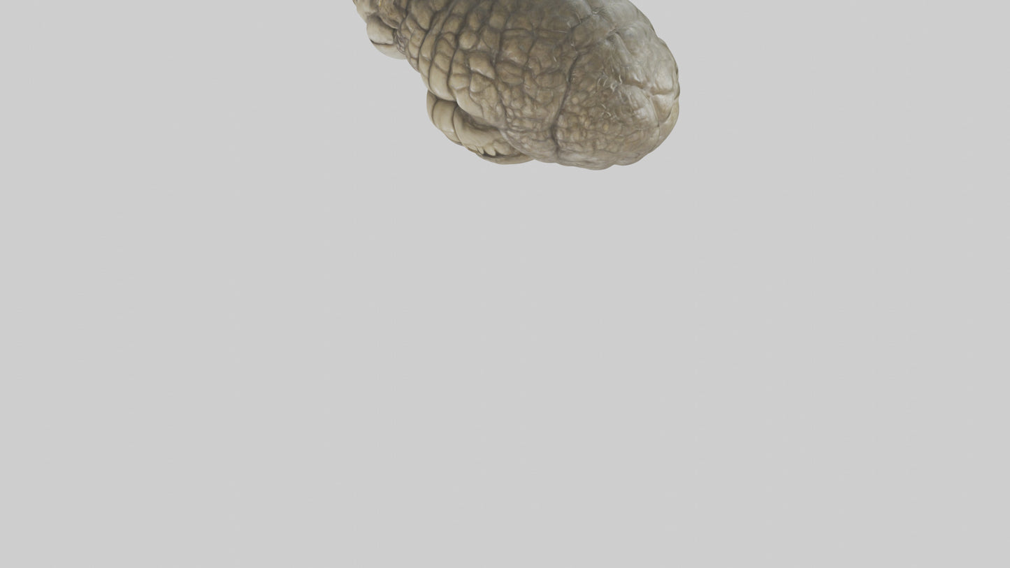 3D model Crocodile Brain VR / AR / low-poly