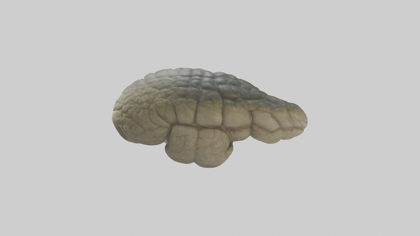 3D model Crocodile Brain VR / AR / low-poly