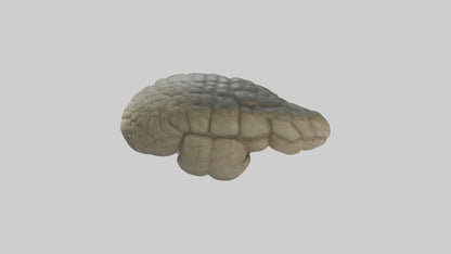 3D model Crocodile Brain VR / AR / low-poly