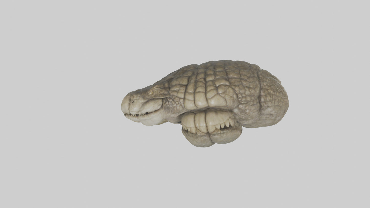 3D model Crocodile Brain VR / AR / low-poly
