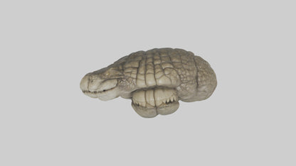 3D model Crocodile Brain VR / AR / low-poly