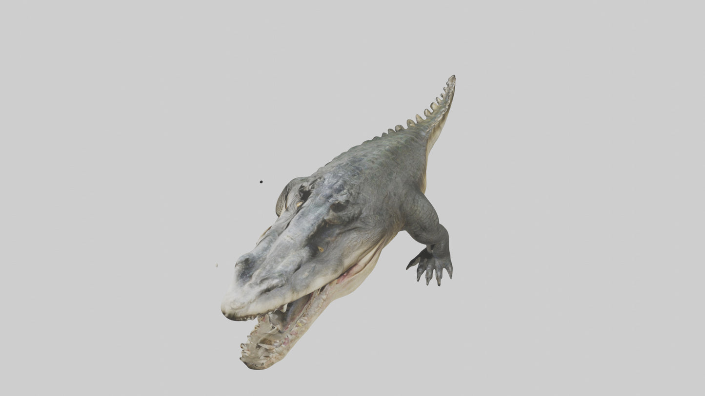 Crocodile Jaws VR / AR / low-poly